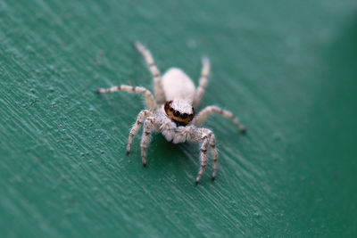 Close-up of spider