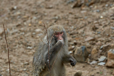 Monkey in the mountain