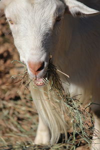 Close-up of goat eating