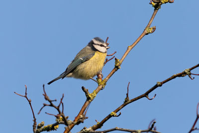 Low angle view of bird perching on tree against sky