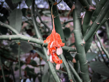 Close-up of orange leaves on tree during winter