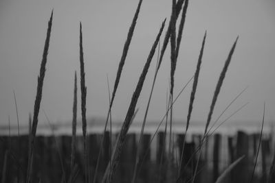 Close-up of grass on field against sky