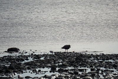 Bird on beach