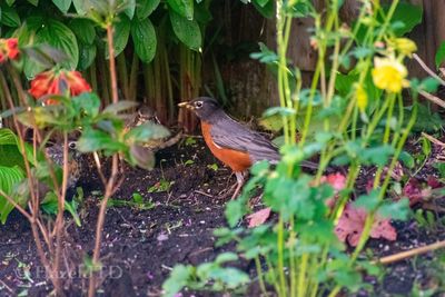 Bird perching on a plant