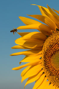 Close-up of insect on yellow flower