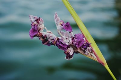 Close-up of wilted purple flowers against lake