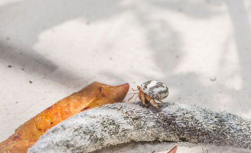 Close-up of crab