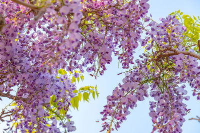 Beautiful full bloom of purple pink wisteria blossom trees trellis flowers