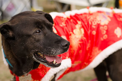 Close-up of black dog