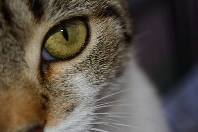 Close-up portrait of cat