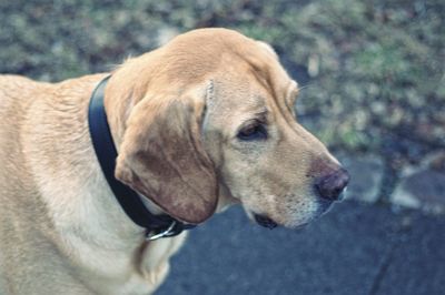 Close-up of dog outdoors