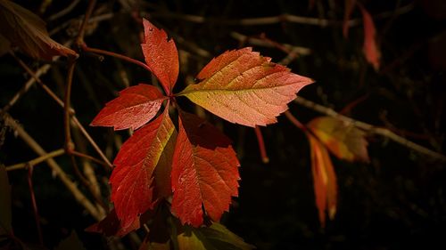 Close-up of red maple leaves on tree