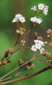 Close-up of white cherry blossoms in spring