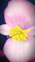 Close-up of yellow flower blooming outdoors