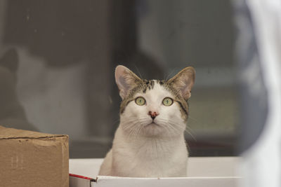 Close-up portrait of cat in box