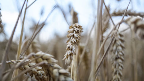 Close-up of wheat growing on field