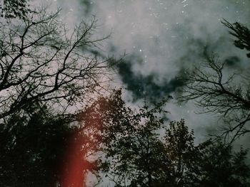 Low angle view of trees in forest against sky