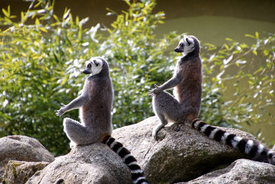 Close-up of meerkat
