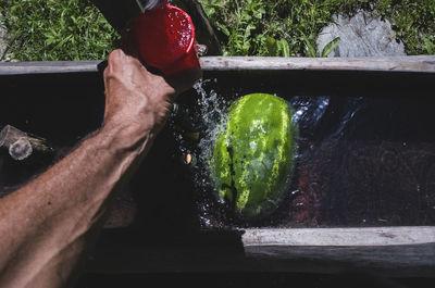 Cropped image of hand cleaning watermelon under faucet