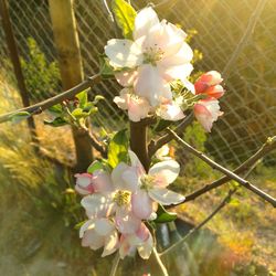 Close-up of flowers growing on tree