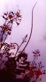 Low angle view of bare tree against sky