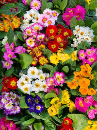 High angle view of multi colored flowering plants