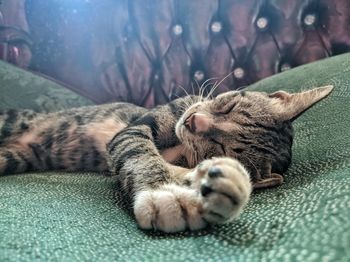 Close-up of a cat sleeping on bed