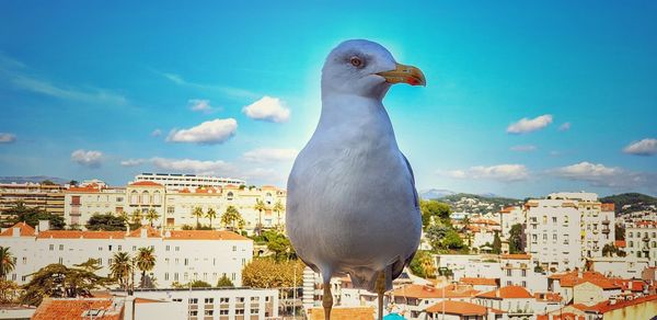 Seagull perching on townscape against blue sky