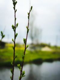 Close-up of fresh flower plant against sky