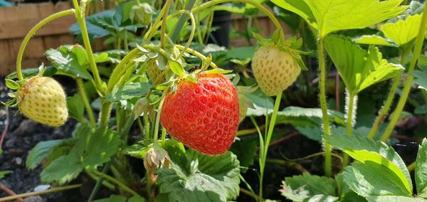 Close-up of strawberry growing on plant