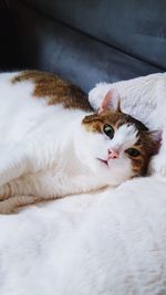 Portrait of cat lying on bed