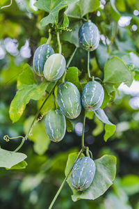 Close-up of raindrops on plant