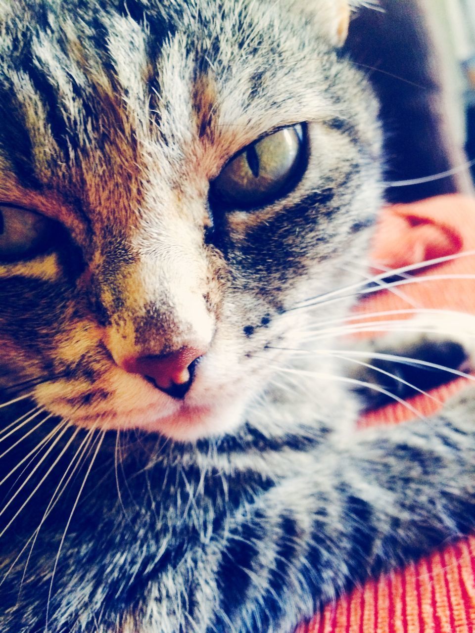 pets, one animal, animal themes, domestic cat, domestic animals, cat, feline, whisker, close-up, mammal, animal head, animal eye, portrait, indoors, animal body part, looking at camera, focus on foreground, no people, part of