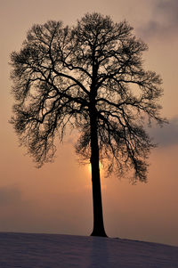 Silhouette tree by sea against sky during sunset