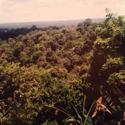 Plants growing on tree