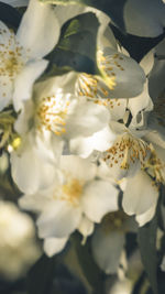 Close-up of white rose flower