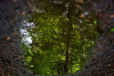 Close-up of water drops on tree trunk