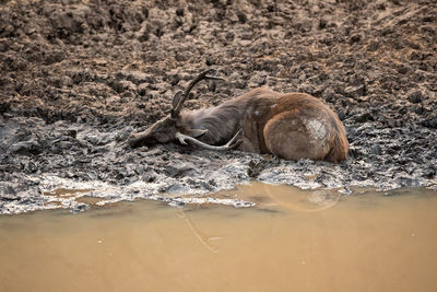 View of animal resting on beach