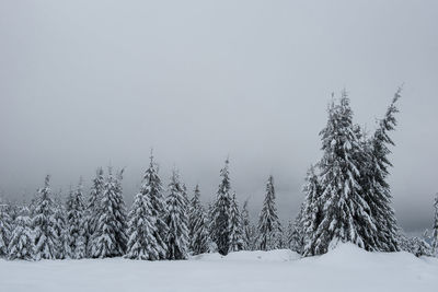 Trees on snow against sky
