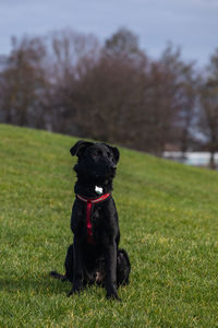 Black dog sitting on field