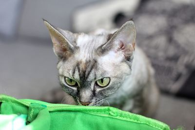 Portrait of cat relaxing outdoors