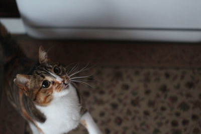 Close-up portrait of cat