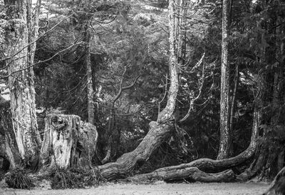 Trees growing in forest