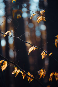 Close-up of dry leaves on branch