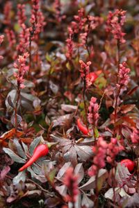 Close-up of pink flowers