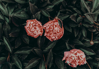 Close-up of red flowering plant leaves