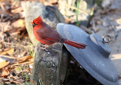 Close-up of bird perching on tree