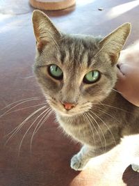 Close-up portrait of cat