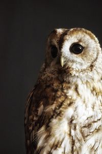 Close-up portrait of owl against white background