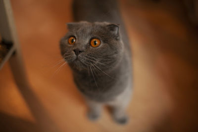 Close-up portrait of a cat